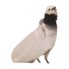 tissue bird