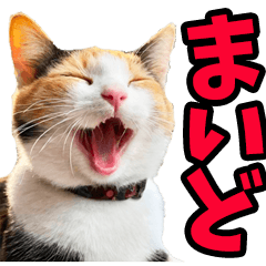 Real cats from Kansai