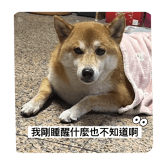 柴犬太郎的一天