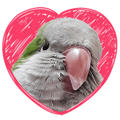 Machibrother- Quaker Parrot's life 2