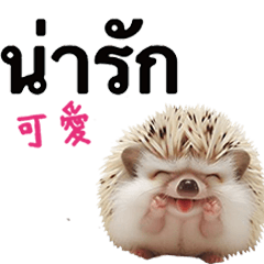 (Thailand)Hedgehog funny cute-61