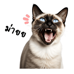 Siamese Cat : The Lucky Cat of Siam