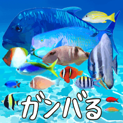 I love the cute fish of OKINAWA.12