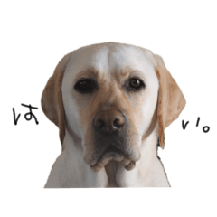 katanodanchinonichijyo