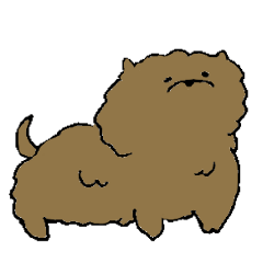 Pomeranian Occasional Poodle