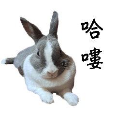 latte rabbit_20240405003719