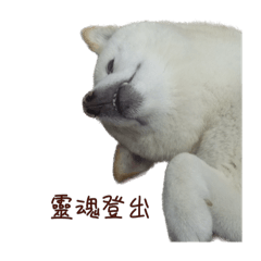 HAO的小桃