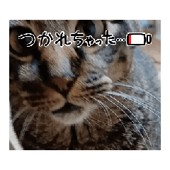 tomotomotomomi