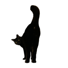 sakura_20240406111448