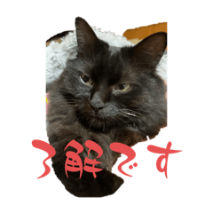 sikizakura_20240406190712