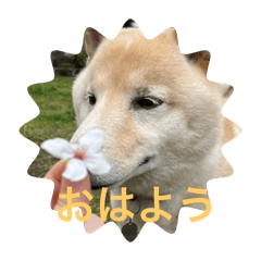 Sakura_20240406193200