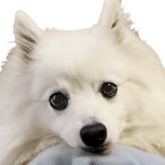 Japanese Spitz "Sora" 2