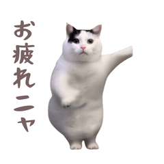 動く!躍る猫ミーム!(パート6) - LINE スタンプ | LINE STORE