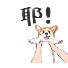 Dogs-Daily 1