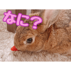 Warabimochi the Rabbit