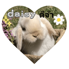 daisy_20240407194527