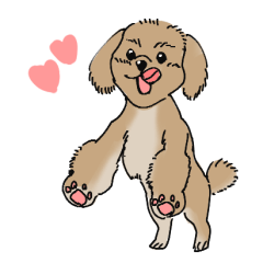 Lope the toy poodle