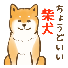 Just the right Shiba Inu