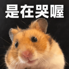 Practical hamster