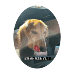 sakura_20240406173437