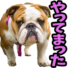 Real dogs from Nagoya