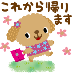 TOY POODLE-Many flowers