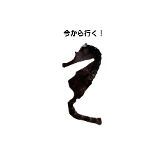unchimaru4