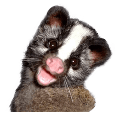 Masked palm civet