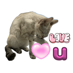 little meaw ja