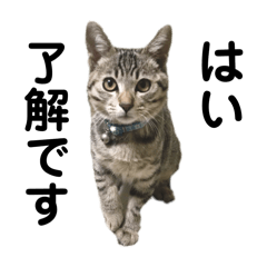 トラ猫サバトラ！福を呼ぶ子猫/デカ文字