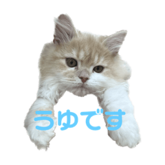 cat uyu stamp
