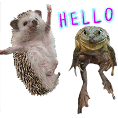 Hedgehog funny cute-63