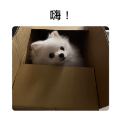 咘咘公主的日常