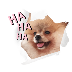love my dog_20240409154840