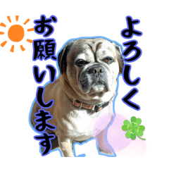 パグルのポチとサビ猫のうめちゃんが敬語に