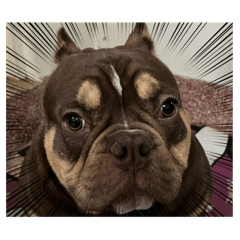 帥不起來的皮皮