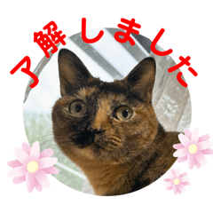 anzumaru_20240409142325