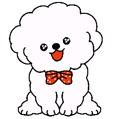 little poodle puppy