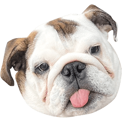 English Bulldog BONDO