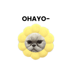 GOMASIO_20240409193209