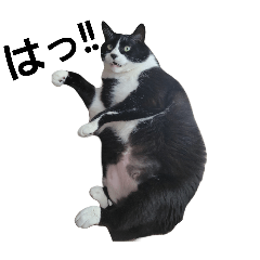 Fat Hachiware Cat