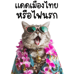 Be Friend American Shorthair - Songkran