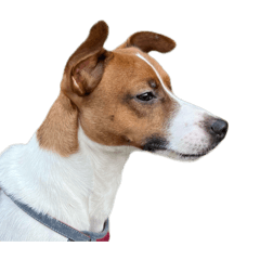 Puppy BoBo._.Jack Russell Terrier