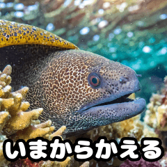 Moray eel everyday utsubo