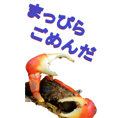 edokko from crab-BIG