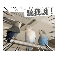 小鸚鵡の動感日記——小鳥蛋捲2