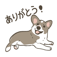 Baby Corgi "Charo"