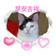 多寶先生的日常