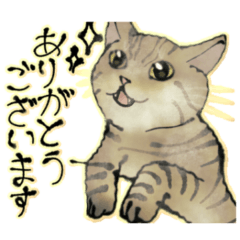 Original illustration cat greetings