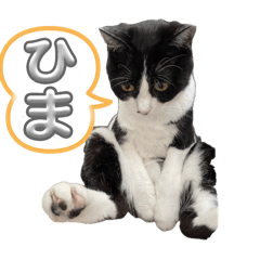 Cat_Japanese